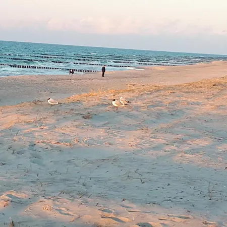 Strandkrabbe * 格拉尔-米里茨